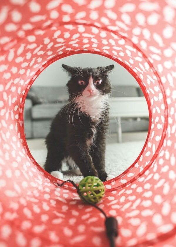 cat, play, toy