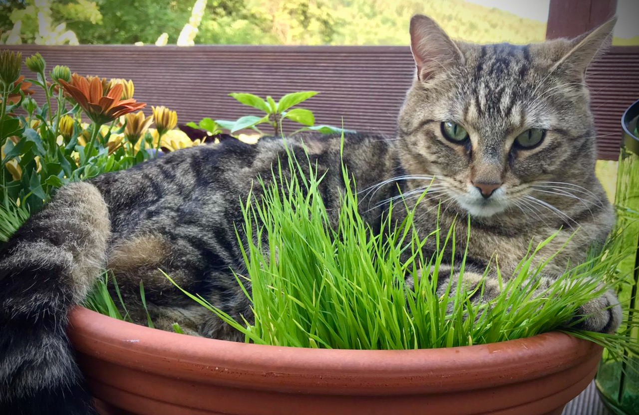 Giftige Pflanzen für Katzen
