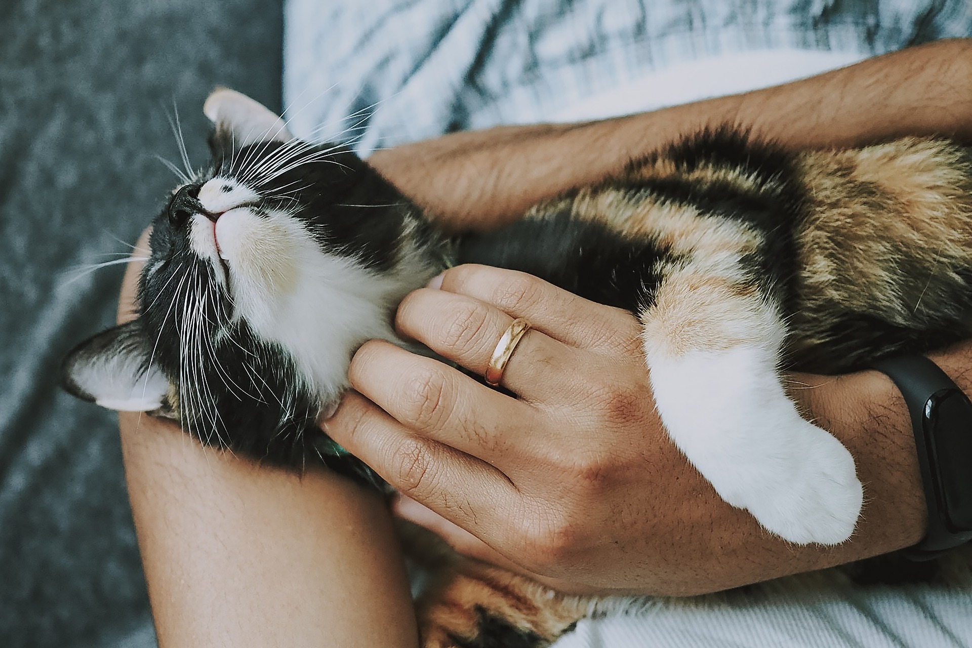 Katzen richtig streicheln.