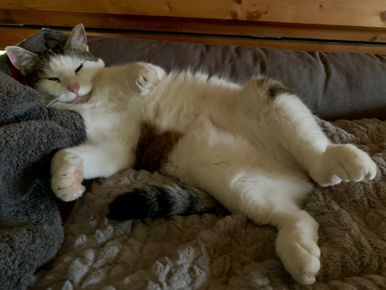 Anfängerfehler mit Katzen